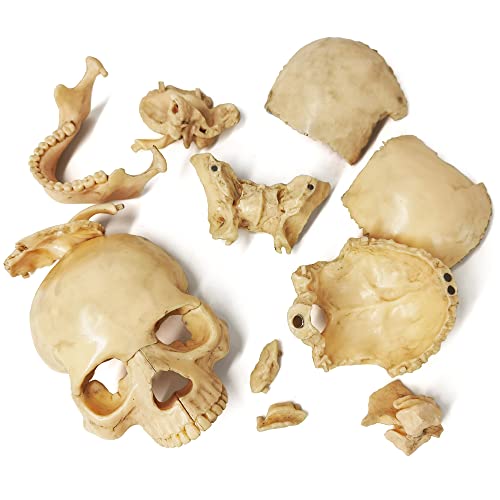 Human Skull Anatomy Model, 15 Parts, 1:2 Life Size