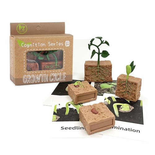 Mbrain 4 pcs Plant Growth Cycle with Flash Cards,Life Cycle Learning & Education Toys,Montessori Toys,Gift for Girl & Boy for 3 4 5 6 7 Year Old (Plant) - color: Plant