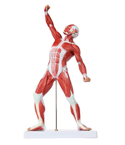 Axis Scientific 20" Miniature Human Muscular Figure