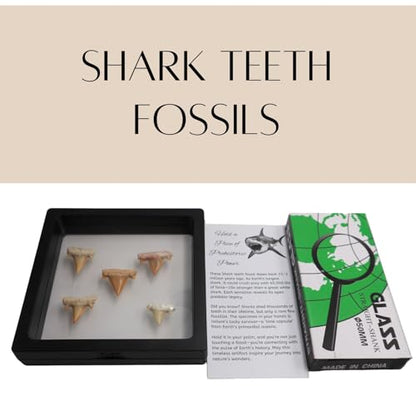 Authentic Shark Teeth Fossils with Collection Box & Magnifier, 5 Pack - color: Shark Teeths