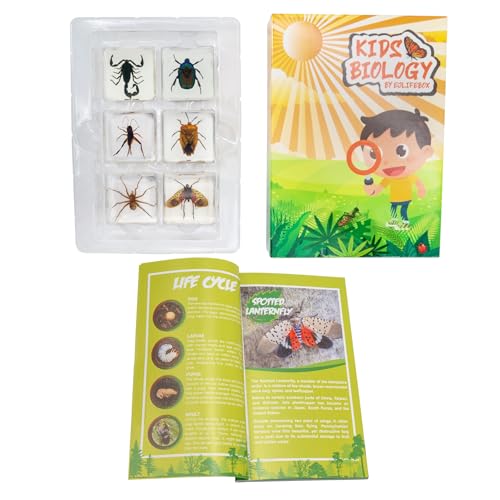 Insect Specimen Set, Bugs Collection Scientific Education Gift for Kids Aged 3-8-12 (Spider, Scorpion, Cricket, Chafers, Stink Bug, Spotted Lanternfly Resin Collection) - style: Spider, Scorpion, Cricket, Chafers, Stink Bug, Spotted Lanternfly Resin Colle