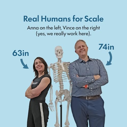 Axis Scientific Life Size Skeleton Model for Anatomy Study