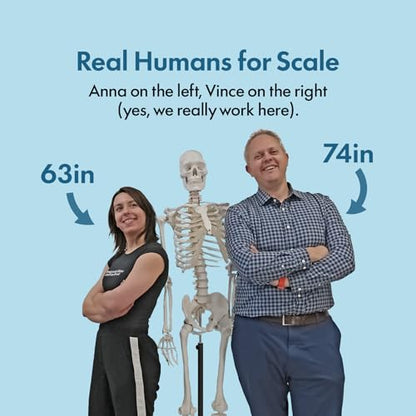 Axis Scientific Life Size Skeleton Model for Anatomy Study