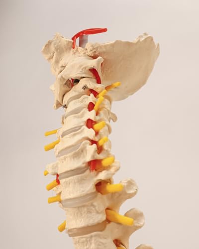 Axis Scientific 34" Life Size Spine Model with Nerves, Vertebrae, Arteries, Lumbar Column, Male Pelvis, Includes Durable Stand and Full Color Product Manual