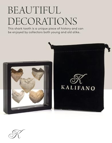 KALIFANO Authentic Fossilized Prehistoric Corax Shark Teeth (5 Pack) from Morocco - Shark Tooth for Fossil Collections and Education Purposes (Information Card Included)