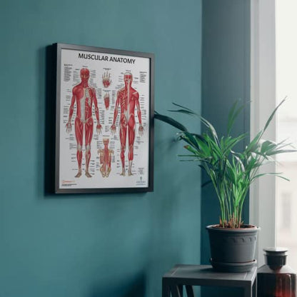 Anatomy Lab Human Anatomy Poster Set - color: Muscular + Skeletal