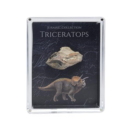 Authentic Triceratops Fossil Bone Gift Box - 67 Million Year Old Cretaceous Specimen in Lucite Case, Montana