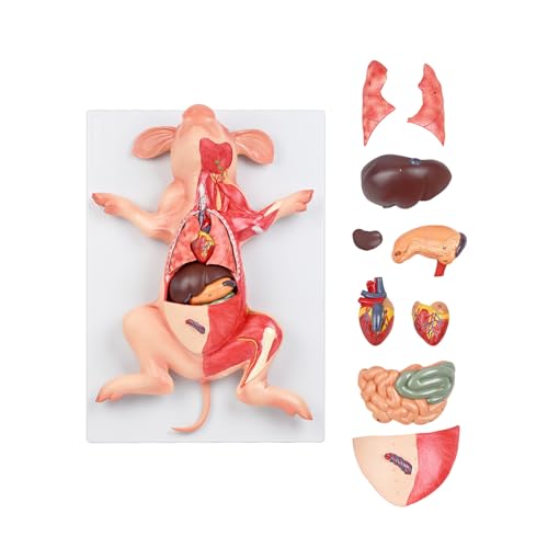 JNMFTD Pig Anatomy Model,Life Size 10 Part Fetal Pig Animal Anatomical Removable Stomach Liver Heart Intestine Skin Muscle with Product Manual Card for Medical Educational Training Scientific
