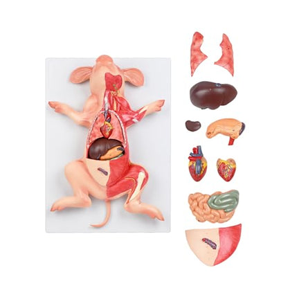 JNMFTD Pig Anatomy Model,Life Size 10 Part Fetal Pig Animal Anatomical Removable Stomach Liver Heart Intestine Skin Muscle with Product Manual Card for Medical Educational Training Scientific