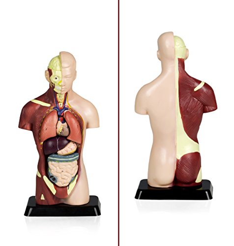 VAT105 Sexless Human Torso | 7 Removable Parts | Displays Respiratory, Circulatory, Digestive, Nervous, Urinary System, and Musculature | Instruction Manual Included