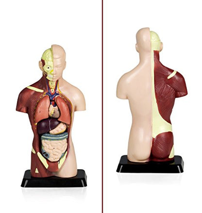 VAT105 Sexless Human Torso | 7 Removable Parts | Displays Respiratory, Circulatory, Digestive, Nervous, Urinary System, and Musculature | Instruction Manual Included