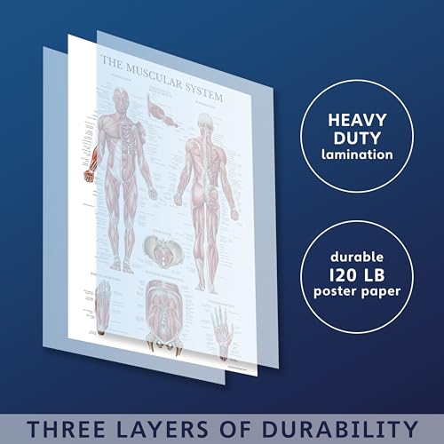 Palace Learning Muscular & Skeletal System Anatomical Poster Set - LAMINATED 2 Chart Set - Human Skeleton & Muscle Anatomy - (18" x 24") (Pack of 2) - color: LAMINATED, size: 18" x 24" (Pack of 2)
