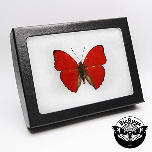 BicBugs Cymothoe sangaris Real Framed Butterfly RED Africa