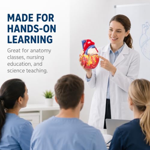 2X Enlarged Anatomical Heart Model, 4-Part, 49 Structures - size: 2X Enlarged 49 Anatomical Structures Model