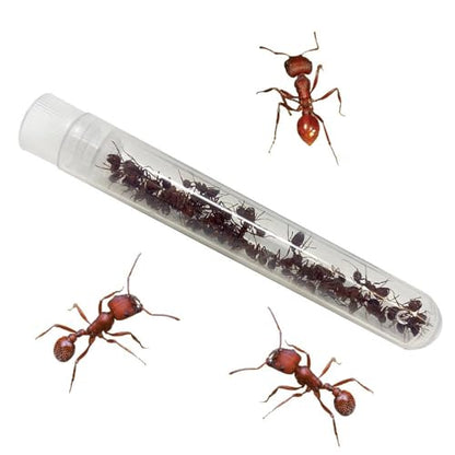 Insect Lore Bug Camp Bundle - Butterfly Kit with 5 Live Caterpillars, Ladybug Land with 1 Tube Live Larvae, Ant Mountain with 1 Tube Live Western Harvester Ants - Bonus Life Cycle Figurines & More