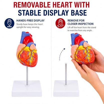 Life Size Human Heart Model, 2-Part, 34 Anatomical Structures - size: Life-Size 34 Anatomical Structures Model