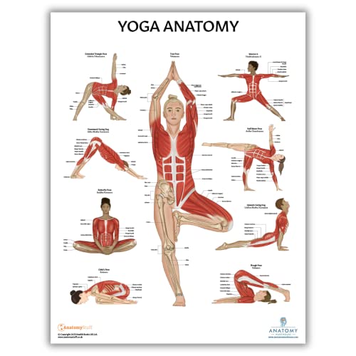 Anatomy Lab 2 PACK Muscular, Yoga Anatomy Poster Set - color: Yoga + Muscular