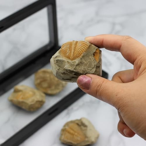 Trilobite Fossil Display Set – 5PCS Authentic Prehistoric Fossils in Rock, Educational Science Specimens for Kids & Adults, Geological Collection, Unique Gift for Collectors and Classroom Use