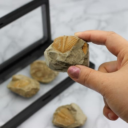 Trilobite Fossil Display Set – 5PCS Authentic Prehistoric Fossils in Rock, Educational Science Specimens for Kids & Adults, Geological Collection, Unique Gift for Collectors and Classroom Use