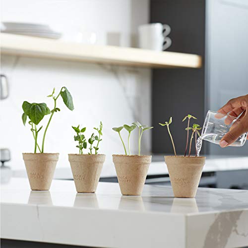 Back to the Roots Kids Science Grow Kit - 2 pk Bean and Watermelon - style: Bean and Watermelon Kit