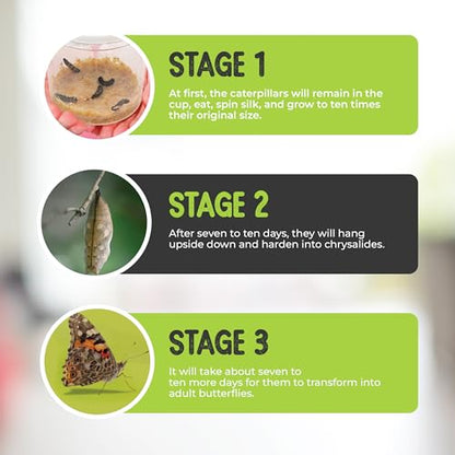 15 Live Caterpillars for Butterfly Kits, Painted Lady Refill with Food - style: 15 Live Caterpillars