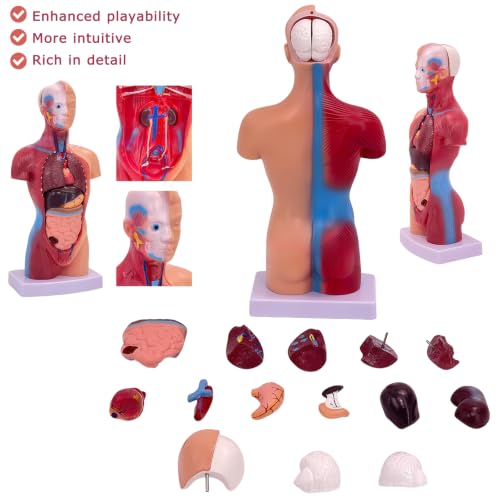 11 inch Human Body Model, 15 Pcs Removable Human Torso Anatomy Model for Student Study,Teaching Demonstration and Medical Education Display - style: Full skeleton Set