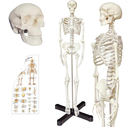 Human Skeleton Model mini 33.5" Compact Desktop Size Anatomical Chart for Student Home Study
