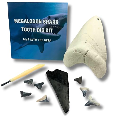 Megalodon Shark Tooth Dig Kit - Authentic Fossils Found in The USA(Megalodon Fragment Guaranteed + Lemon & Bull Shark Teeth) - Uncover Real Fossils - Perfect STEM Gift for Kids