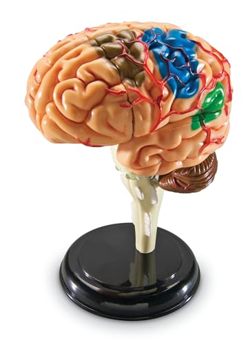 Learning Resources Human Anatomy Model Brain