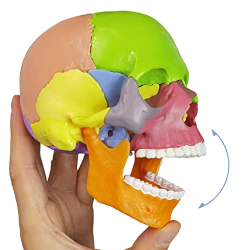 15-Part Puzzle Anatomy Skull Model,Colorful Exploded Brain Model Detachable