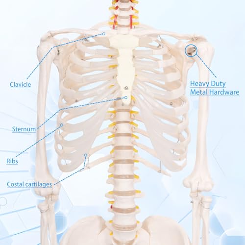 70.8" Life Size Human Skeleton Model for Anatomy, Nervous System & Stand - color: White, size: 70.8"H