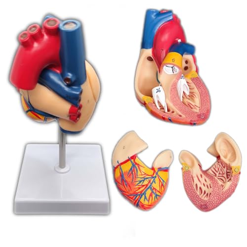 Anatomical Heart Model 2Part Human Lifesize Magnetic 34-Numbered Structures