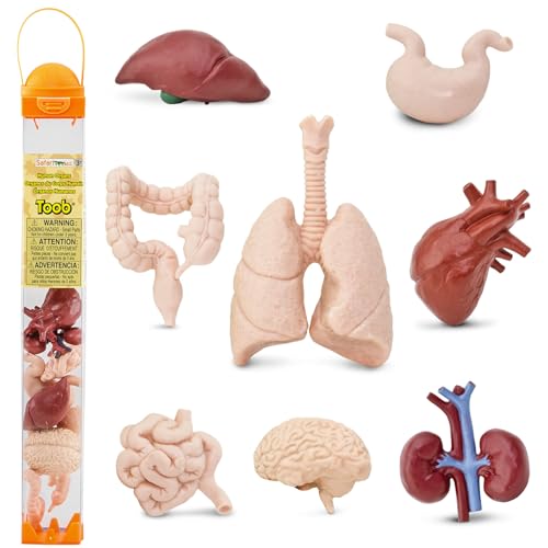 Safari Ltd. Human Organs TOOB - 8 Mini Figurines Including Brain, Heart, Lungs, Liver, Kidneys, Stomach, and Intestines - Anatomy Educational Toy Figures for Boys, Girls & Kids Ages 3+