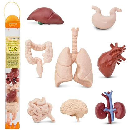 Safari Ltd. Human Organs TOOB - 8 Mini Figurines Including Brain, Heart, Lungs, Liver, Kidneys, Stomach, and Intestines - Anatomy Educational Toy Figures for Boys, Girls & Kids Ages 3+