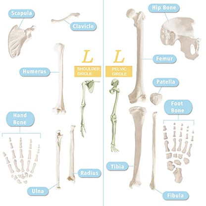 Merinden Human Skeleton Model For Anatomy 67 inch High, Full Size Skeleton Models with 3 Poster, Skull, Spine, Bones, Articulated Hand & Foot, for Anatomy Medical Learning