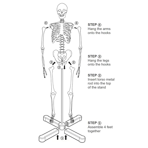 Human Skeleton Model mini 33.5" Compact Desktop Size Anatomical Chart for Student Home Study