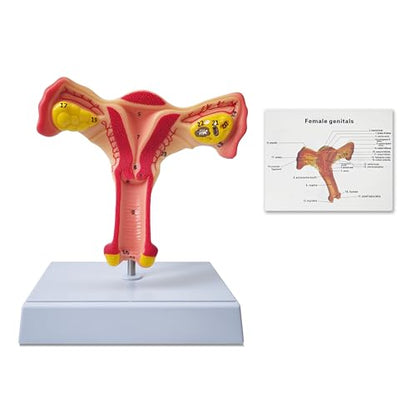Human Uterus Anatomy Models, Female Ovary Anatomical Model, Anatomy and Physiology Study Tools for Medical, Educational, or Teaching, with Detailed Product Manual