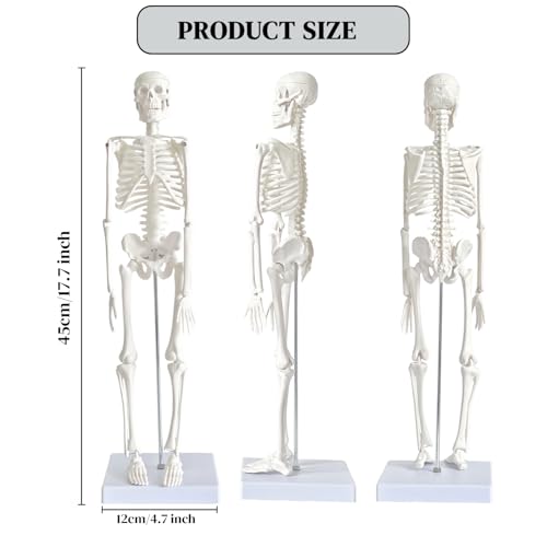 WEEK NINE 17" Mini Human Skeleton Model for Anatomy