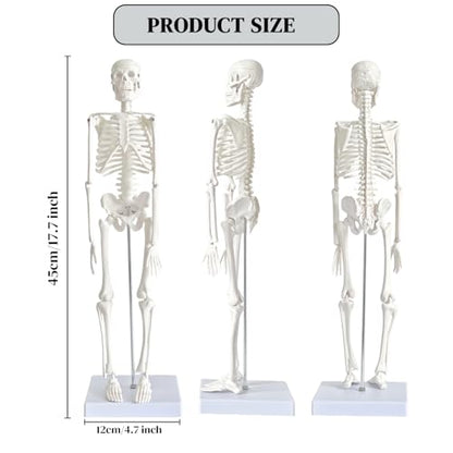 WEEK NINE 17" Mini Human Skeleton Model for Anatomy