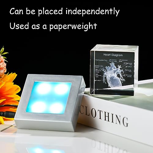 Movdyka 3D Crystal Human Heart Model Doctor Gifts for Men Women - color: Heart