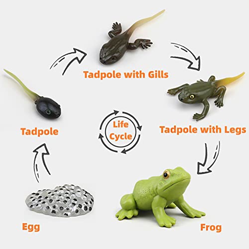 Montessori Life Cycle Learning & Education Toys, Plastic Insect Ladybug Monarch Butterfly Tadpole to Frog Kit, Preschool Learning Activities - color: Butterfly Frog Ladybug