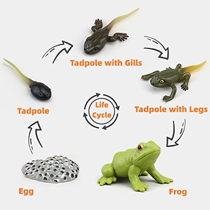 Montessori Frog Life Cycle with Flash Cards, Plastic Insects Tadpole to Frog Kit Toy, Realistic Animal Figurines - color: Frog
