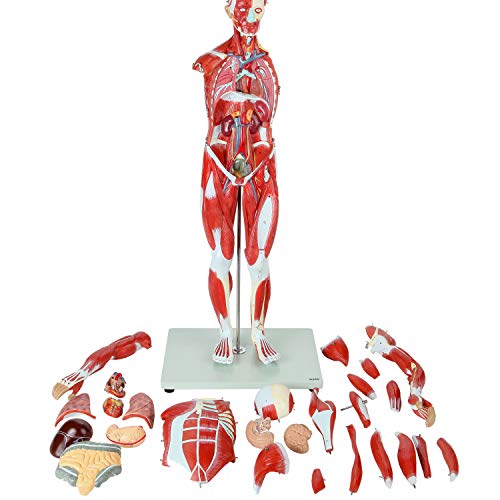 Axis Scientific Human Muscle and Organ Model, 27-Part Half Life-Size Muscular Figure With Removable Organs and Muscle Anatomy, Includes Detailed Full Color Product Manual and Worry Free Warranty