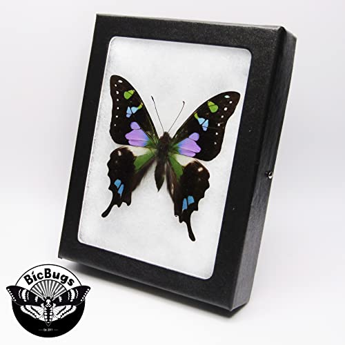 BicBugs Graphium weiskei Blue Black Purple Green Butterfly Papua New Guinea