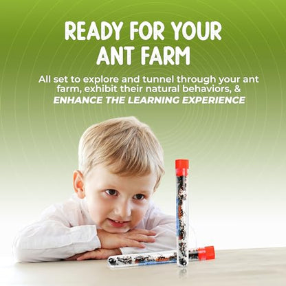 50 Live Ants for Ant Farms (2 Tubes) with 10 oz Ant Farm Sand Refill - style: 50 Live Ants+Sand
