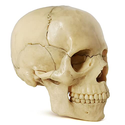 Human Skull Anatomy Model, 15 Parts, 1:2 Life Size