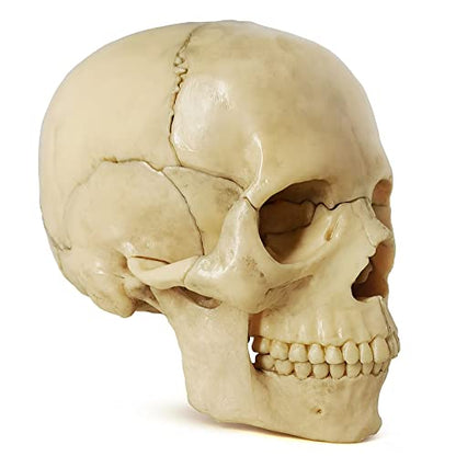 Human Skull Anatomy Model, 15 Parts, 1:2 Life Size