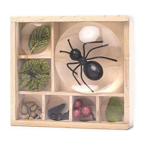 Kikkerland Huckleberry My Little Museum Bug Box Collection, Observation Bug House, 7 Compartments, in-Built Magnifying Lenses, for Insect Collecting