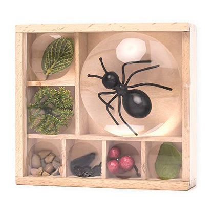 Kikkerland Huckleberry My Little Museum Bug Box Collection, Observation Bug House, 7 Compartments, in-Built Magnifying Lenses, for Insect Collecting