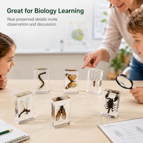 6pcs Real Insect Specimen,Taxidermy Cicada Scorpion & Specimen in Resin - color: 6Pcs Insect Specimen